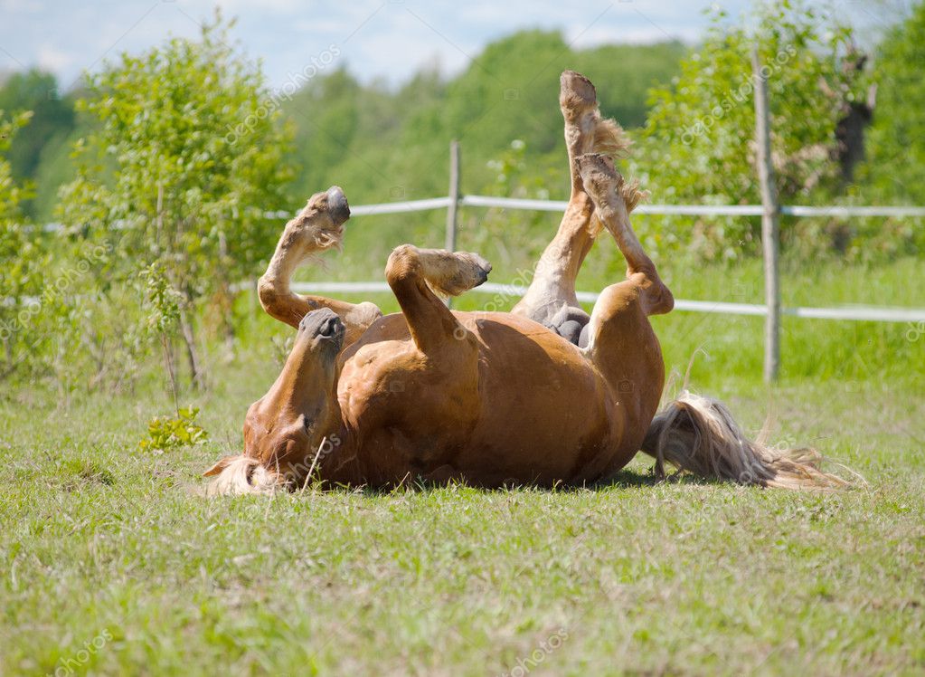 https://static9.depositphotos.com/1000911/1168/i/950/depositphotos_11680544-stock-photo-horse-rolling.jpg