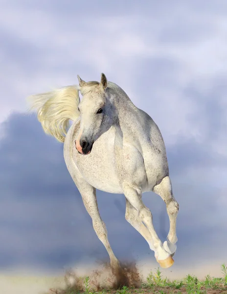 Cavalo branco árabe — Fotografia de Stock