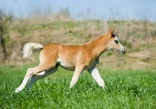 Foal runs — Stock Photo, Image