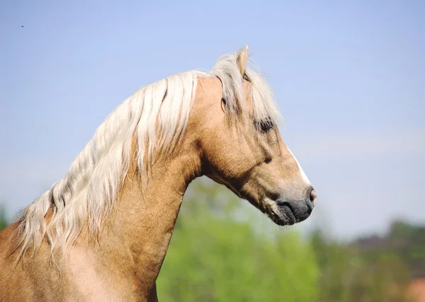 Palomino miniature horse — Stock Photo, Image