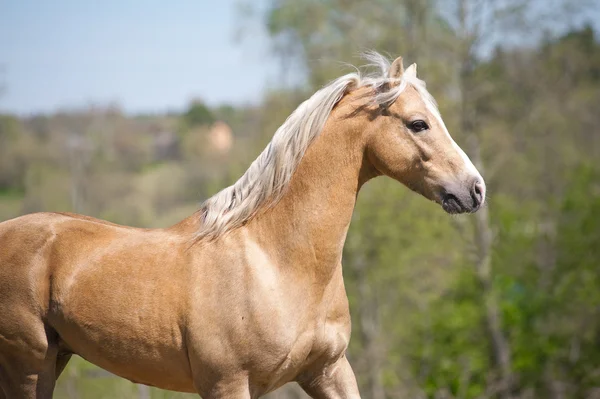 Palomino stallion — Stock Photo, Image