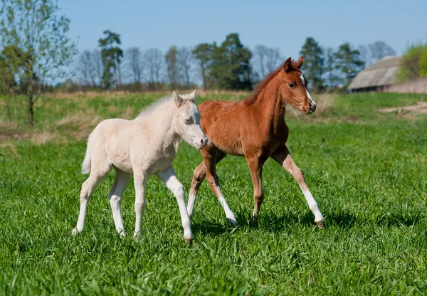Two foals — Stock Photo, Image
