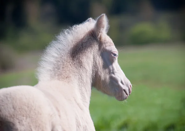 Ponny föl — Stockfoto