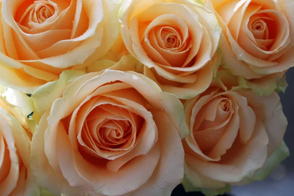 stock image Roses peach avalanche