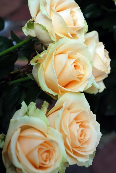 Rosas avalancha de melocotón — Foto de Stock