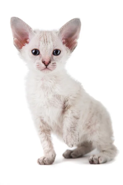 Orientaliska kattunge — Stockfoto
