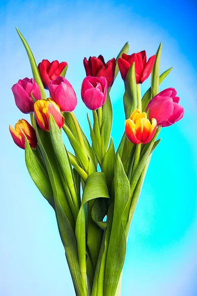 Flores de tulipán — Foto de Stock