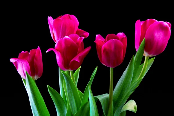 Tulipán virág — Stock Fotó
