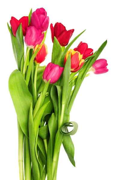 Flores de tulipán Imagen De Stock