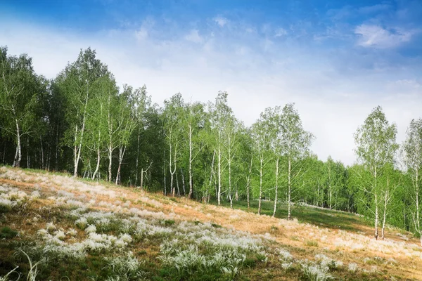Hutan birch — Stok Foto