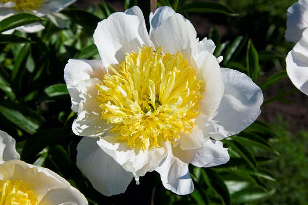 stock image Peony flowers