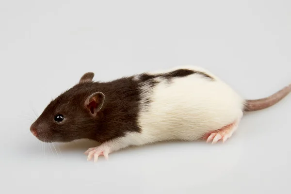 Лабораторная крыса — стоковое фото