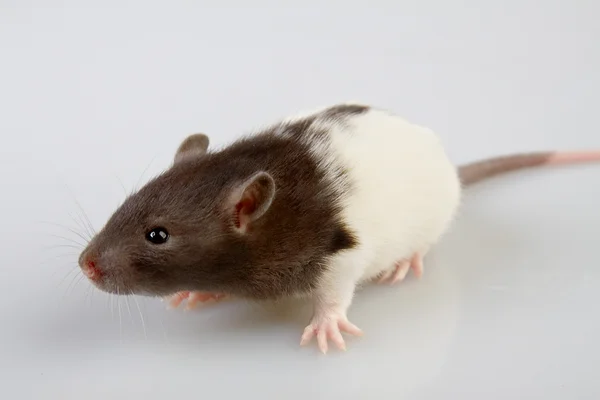 Laboratoriet råtta — Stockfoto