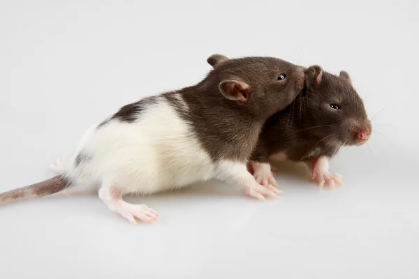 Laboratuvar faresi — Stok fotoğraf