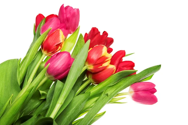 Tulipán květy — Stock fotografie
