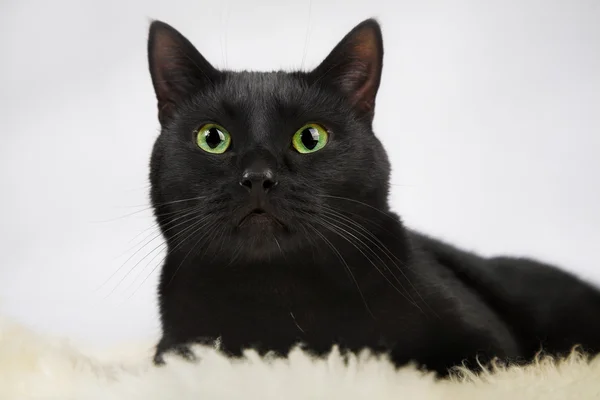 Schwarze Katze — Stockfoto