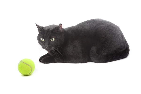 Tenis topu ile kedi — Stok fotoğraf