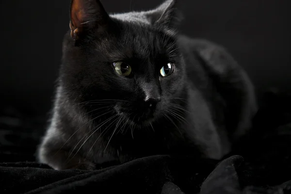 Gato preto — Fotografia de Stock