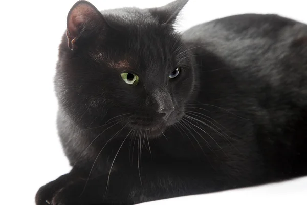 Gatto nero — Foto Stock
