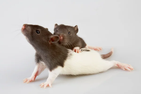 Laboratorium rat Stockfoto