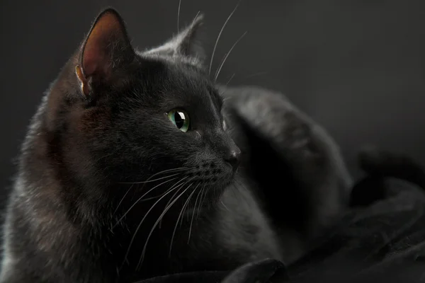 Μαύρη γάτα Εικόνα Αρχείου