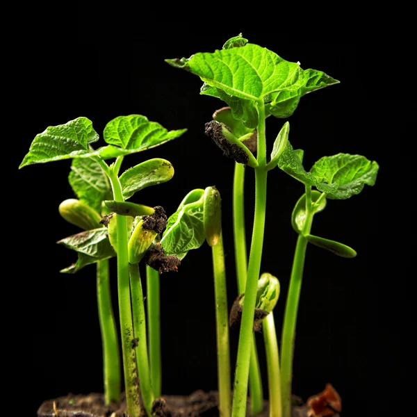 Junge Haricottenpflanze — Stockfoto