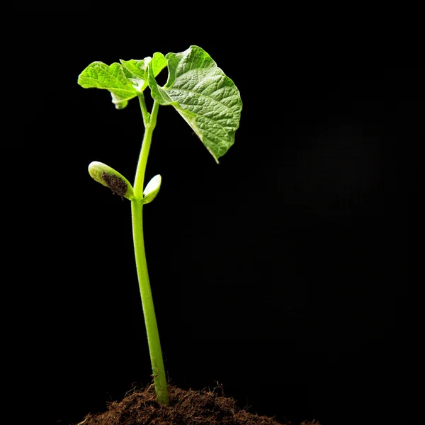 Junge Haricottenpflanze — Stockfoto