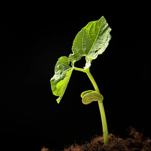 Fiatal paszuly növény — Stock Fotó