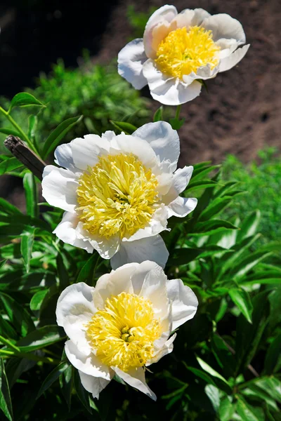 stock image Peony flowers