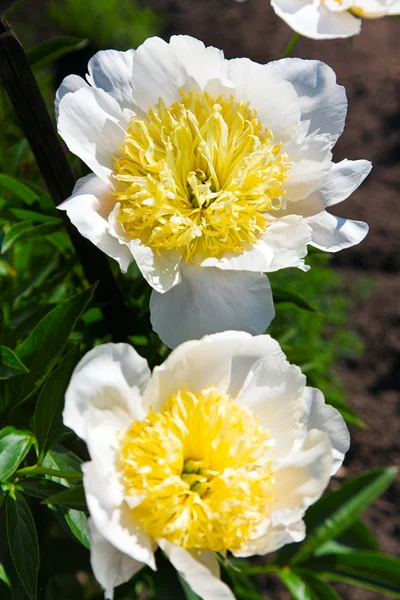 stock image Peony flowers