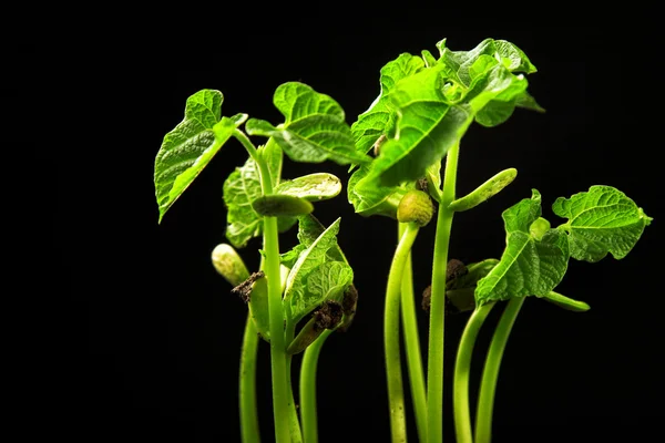 Mladí haricot rostlina — Stock fotografie