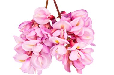 akasya çiçekleri izole