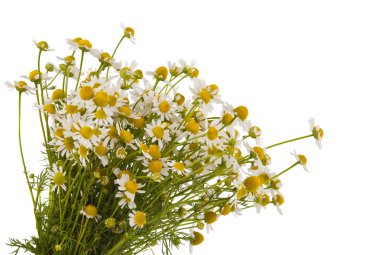 Medical chamomile