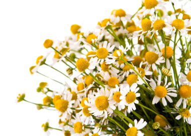 Medical chamomile