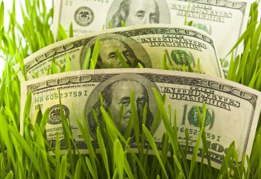 dolar yeşil çimen