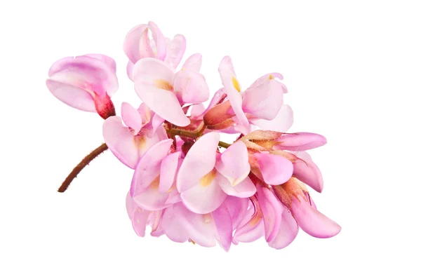 Acacia bloemen geïsoleerd — Stockfoto