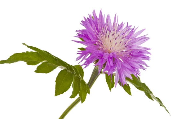 Cornflower púrpura aislado —  Fotos de Stock