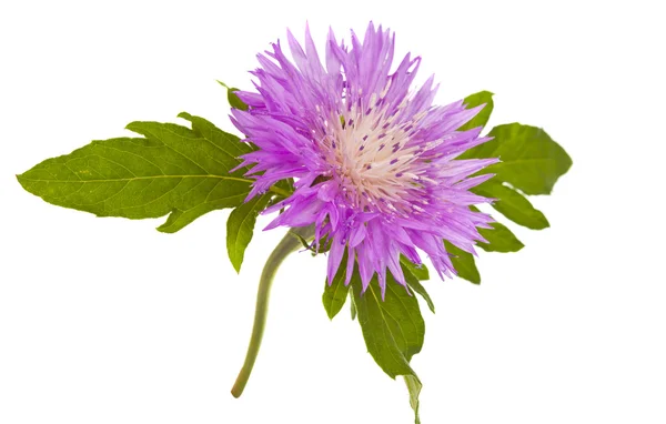 stock image Purple Cornflower isolated