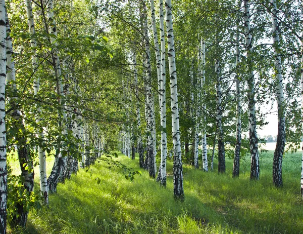 Floresta de bétula. Birch Grove . — Fotografia de Stock
