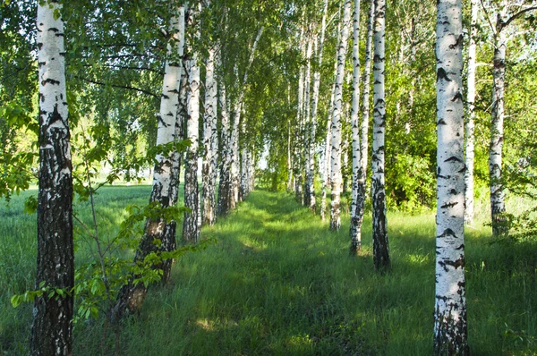자작나무 숲입니다. 백 화 나무숲. — 스톡 사진