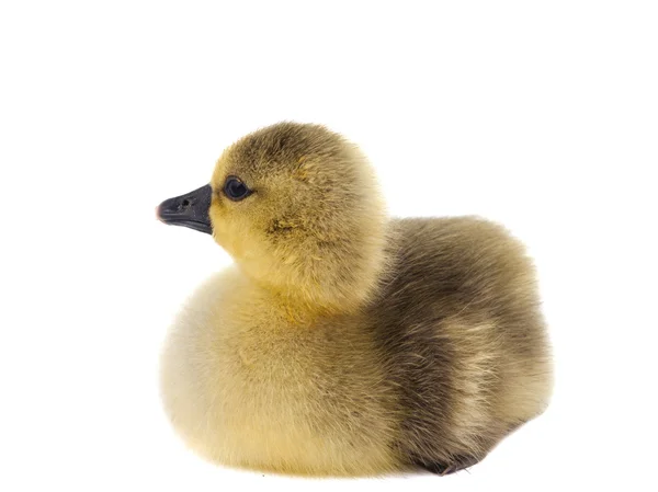 stock image Little gosling isolated