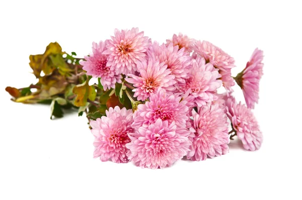 stock image Autumn bouquet of chrysanthemums