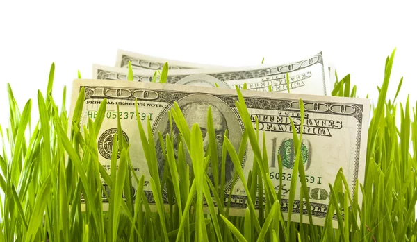 Dolarů v zelené trávě — Stock fotografie