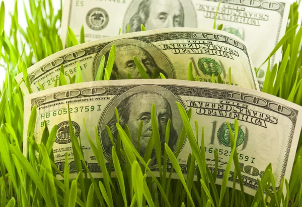 Dollars in the green grass — Stock Photo, Image