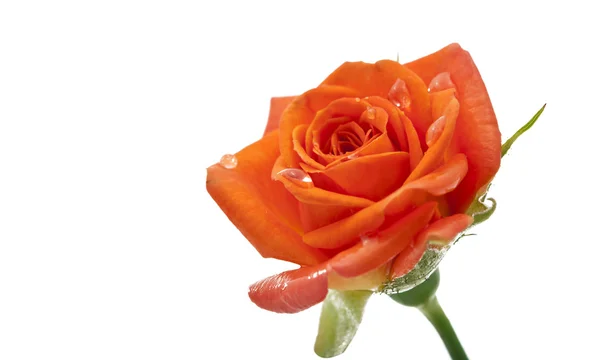 Piccole rose arancioni isolate — Foto Stock