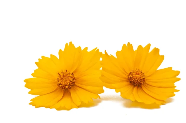 Odizolowany żółty kwiat — Zdjęcie stockowe