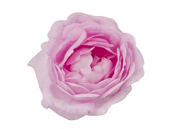 Teaspoon pink rose – stockfoto