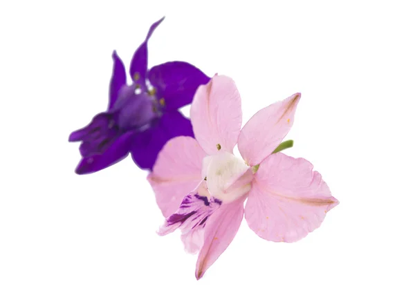 Μικρό ροζ λουλούδι — Φωτογραφία Αρχείου