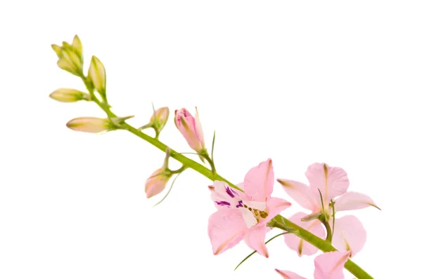 Kvist med små rosa blommor — Stockfoto