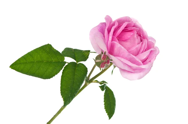 Teelöffel rosa Rose — Stockfoto